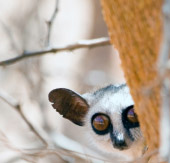 World Rabies Day
